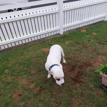 American bulldog cross