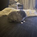 YOUNG DWARF BUNNY IN URGENT NEED OF FOREVER HOME-4