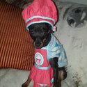 4 yr miniature pinscher female $1500.00-1