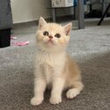 British shorthair X Persian kittens-2