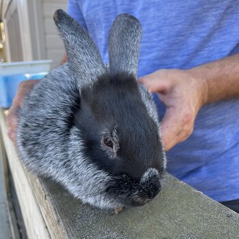 Pedigreed Rabbits for Sale