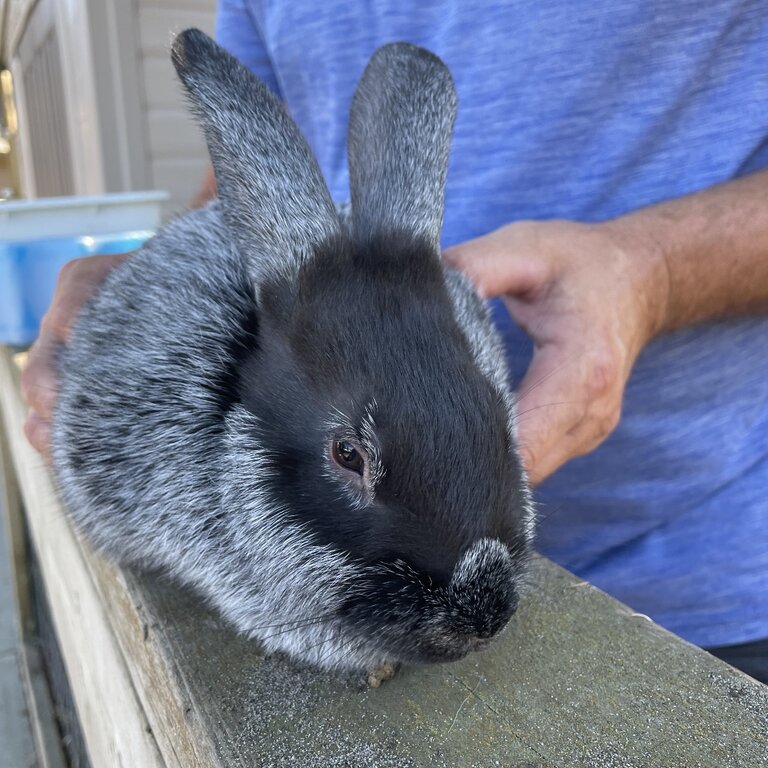 Pedigreed Rabbits for Sale