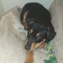 Rottweiler mix puppy-4