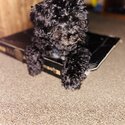 Non-Shedding 5-Months-Old Black Poochon Puppy for Rehoming-1