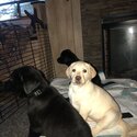 Purebred Labrador Retriever -4