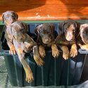 Gorgeous pure Doberman Pinscher puppies-0