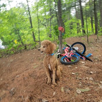 Miniature Poodle 