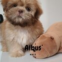 Quality Pure Bred Choco Liver Shih Tzu puppies-0