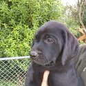 Purebred Labrador puppies