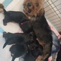 Funny Yorkshire Terrier Puppies-3