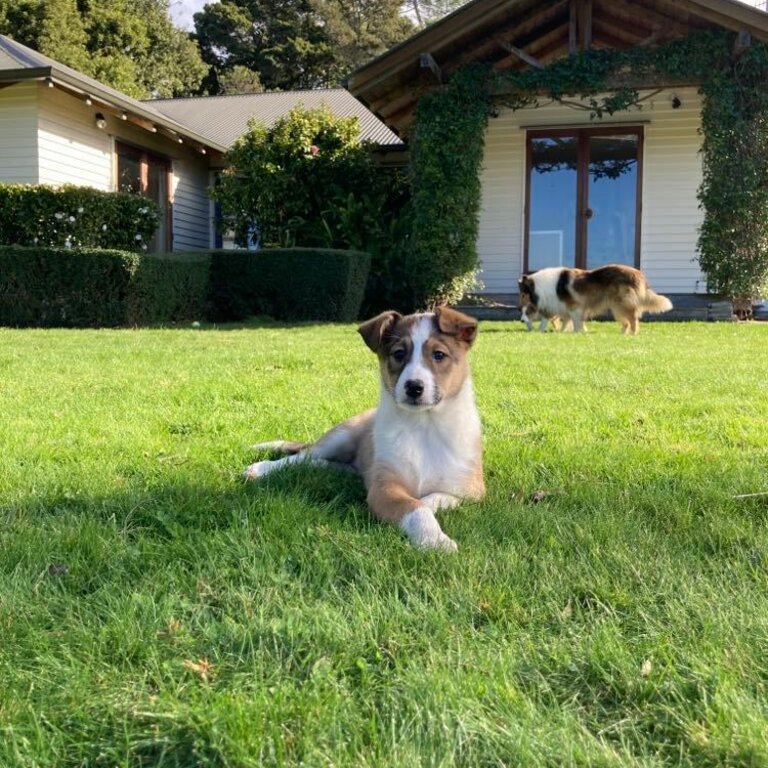 Rough Collie (Lassie) x Puppies