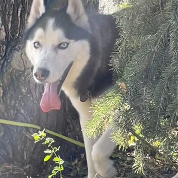 Husky friendly and energitic 