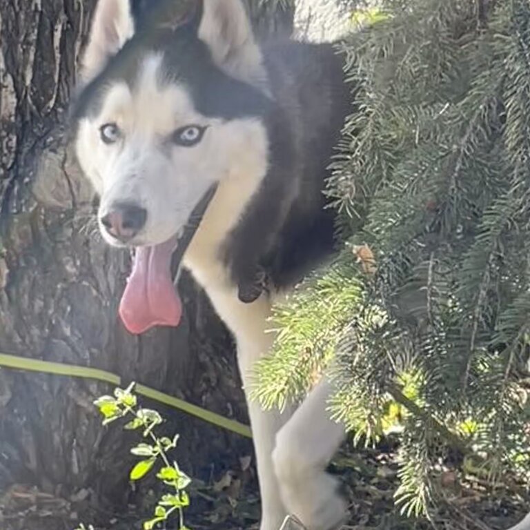 Husky friendly and energitic 