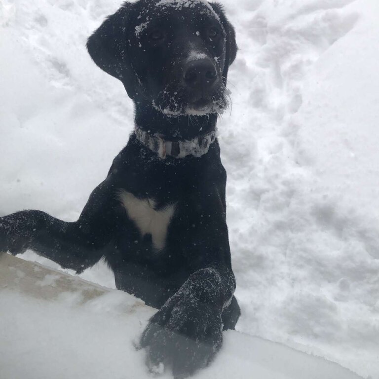 11 Month Old Labernese