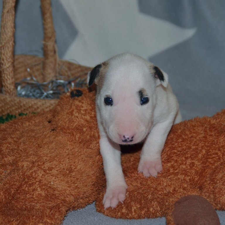 Healthy Male and Female Bull terrier puppies