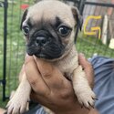 Pug babies -2