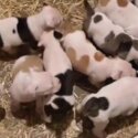 Alapaha Bulldog X American Bulldog puppies-5