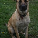 Keen German Shepherd x Shar-Pei, 24 months, vaxed/de-wormed/neutered/chipped-2