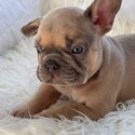 Puppies french bulldog -3