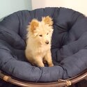 Chow looking for a new home 🐾-4