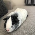 2x Guinea Pigs FREE to a Good Home!-3