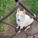 Nanuq the white Husky-4