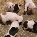 Alapaha Bulldog X American Bulldog puppies-1