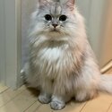 Well Trained Persian Cat  / Kitten for Sale-1