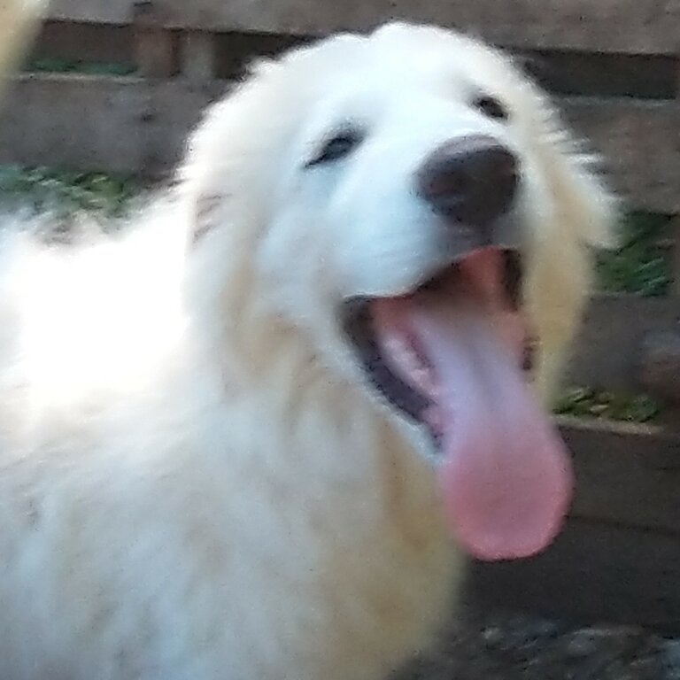 4 months old Great Pyrenees pups 