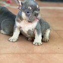 Puppies french bulldog -1