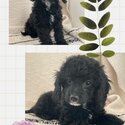 Cockapoo (Poodle cross Cocker Spaniel) puppies!-2