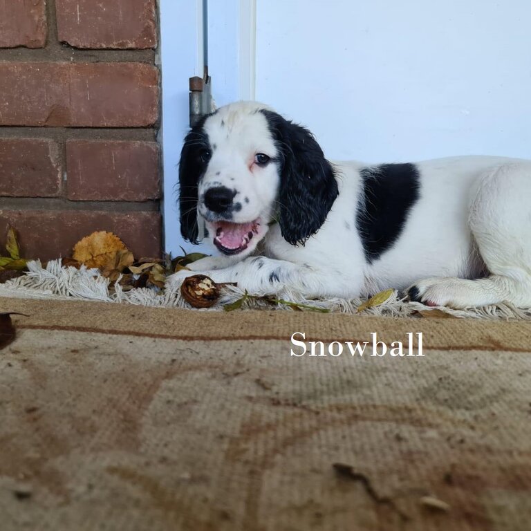 Beautiful English Springer Spaniels