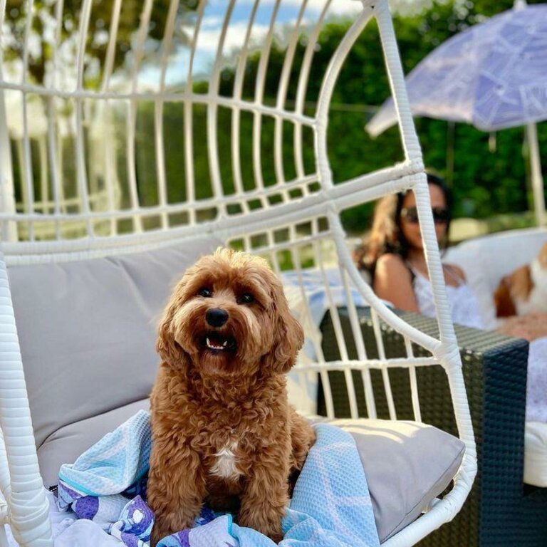 Cavoodles Puppies for adoption  male and female. 