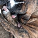 Staffy x German Shepard Puppies-2