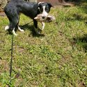 SHYLO - Black White Border Collie-1