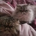 Purebred Persian nuetered boys-2