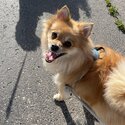 4 year old female Pomeranian mix -2