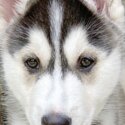 Top Quality Siberian Husky Puppies-5