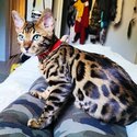 Male Unfixed Bengal for rehoming-0