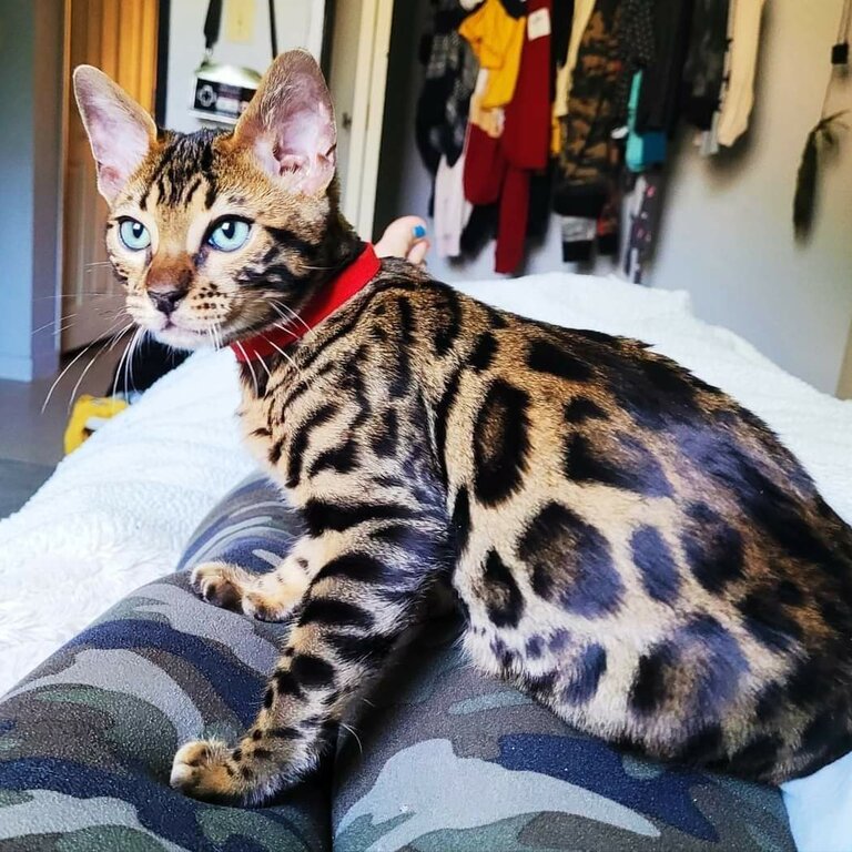 Male Unfixed Bengal for rehoming