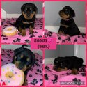 Purebred Black and Brown Rottweiler Puppies-0