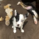 Border collie puppies -3