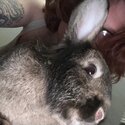 Intact half lop male rabbit -4