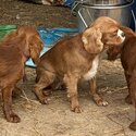 Female Cavalier King Charles Spaniel-2