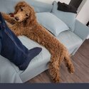 Miniature poodle 9 months old-3