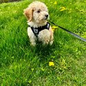 Rehoming my 3 month old purebred Mini Poodle puppy (male) -0