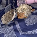 Hedgehog for sale-4