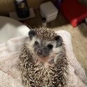 Hedgehog for sale-2