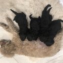 Toy poodle puppies -2