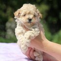 Beautiful Havanese &amp; King Charles Puppies -1